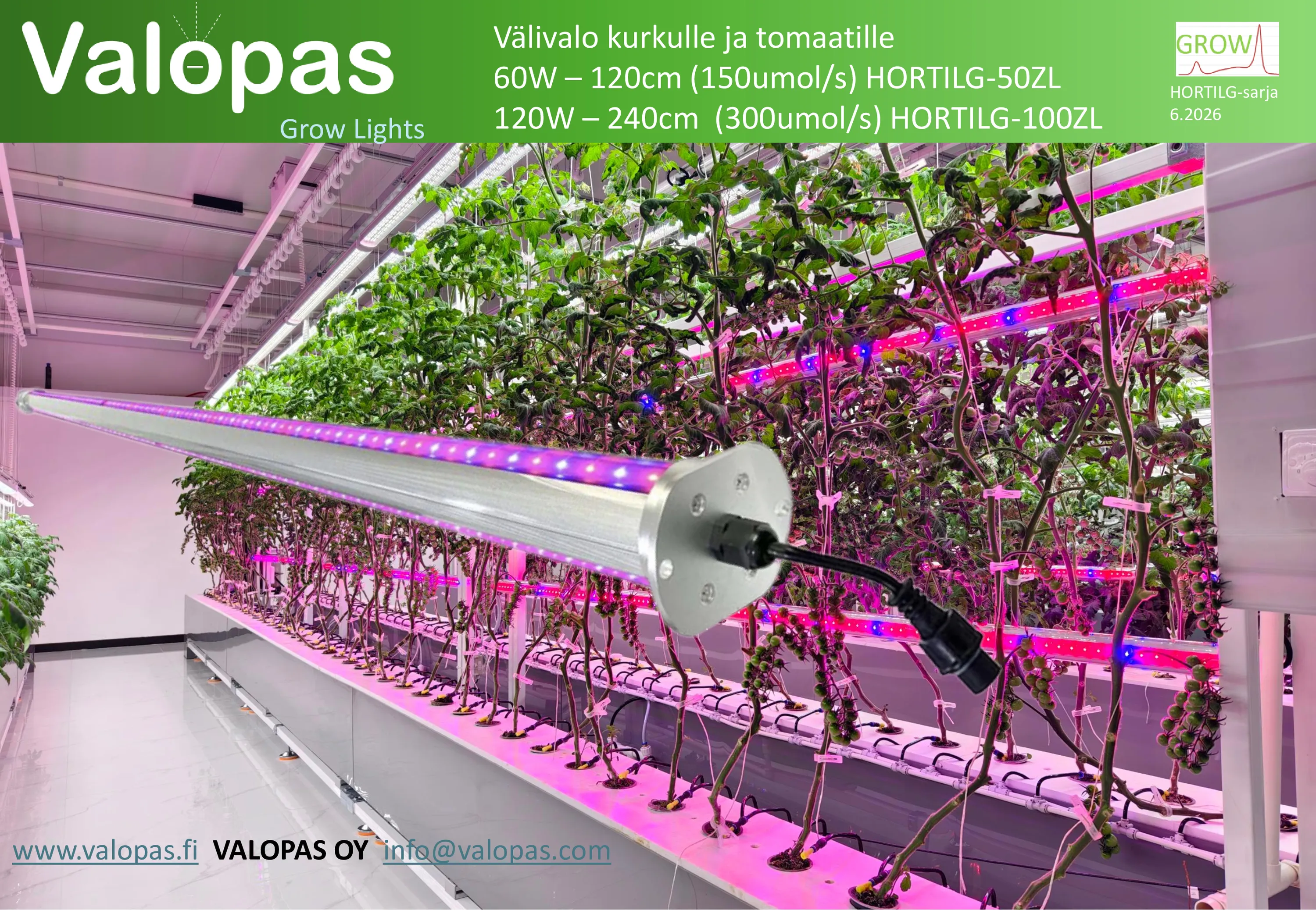 Pitkät LED-kasvatusvalot valaisevat riveittäin kasvavia tomaatti- tai kurkkuviljelmiä sisätiloissa.
