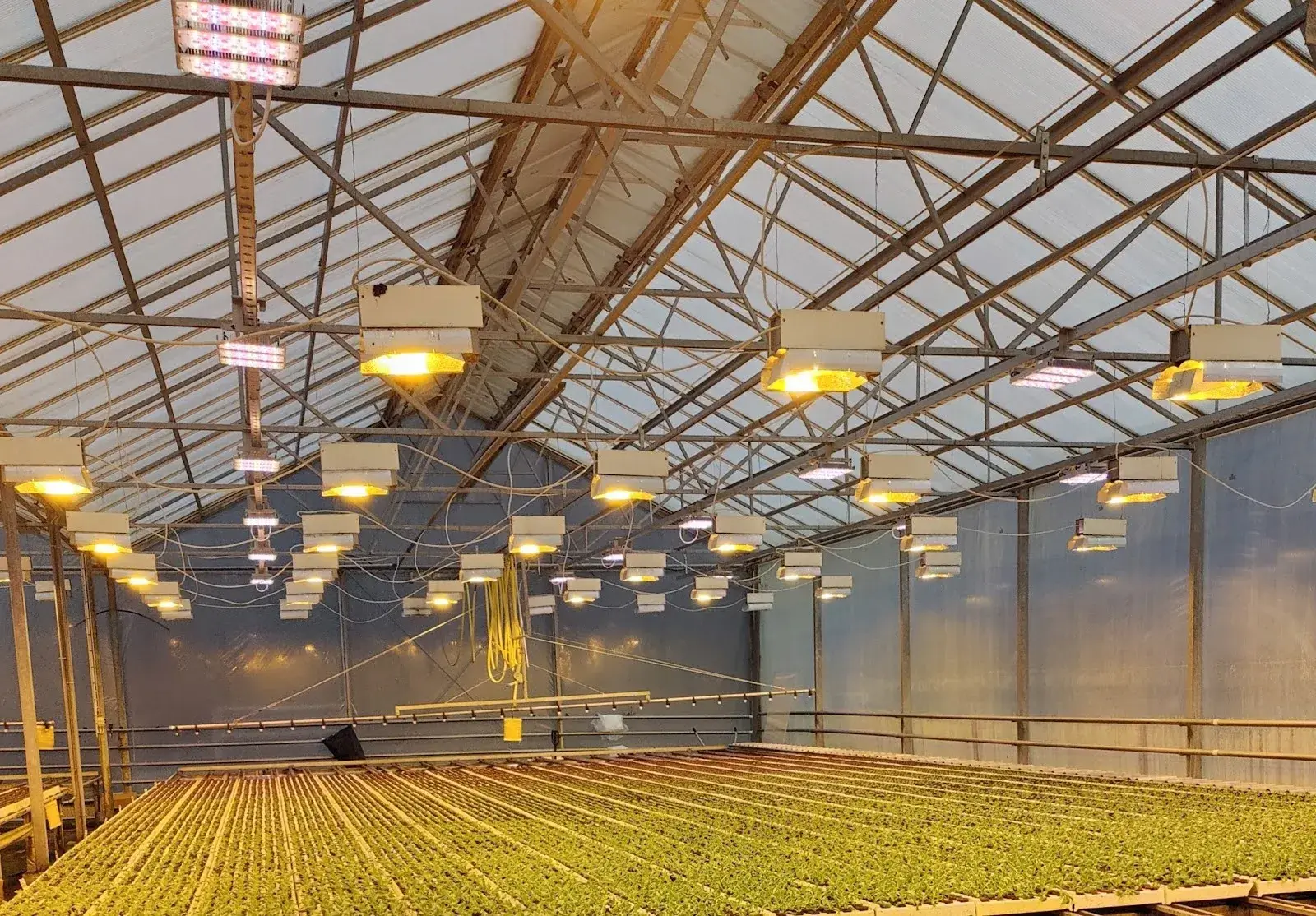 Kasvihuoneen sisätila, jossa on rivissä kasveja ja yläpuolella valaisimia metallirakenteissa.