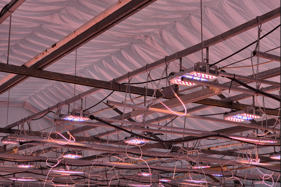 Kasvihuoneen katto, jossa on metallipalkkeja, valkoista kangasta ja LED-kasvatusvaloja, jotka valaisevat punaisella ja sinisellä valolla.