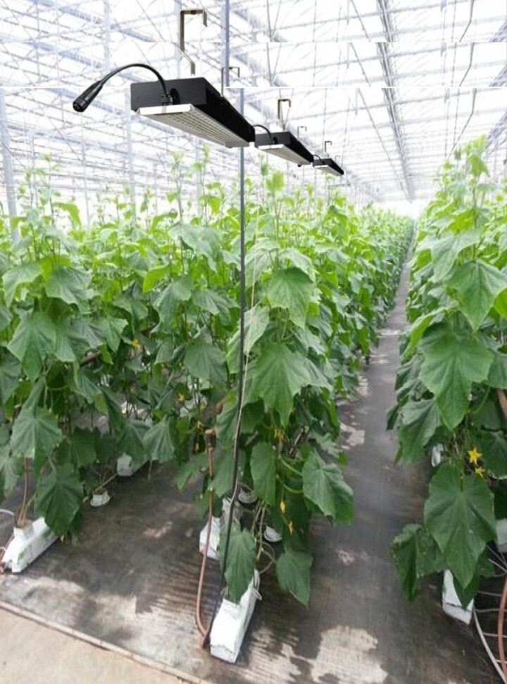 Kasvihuoneessa rivissä kasvavia kurkkuja lisävalojen alla, valkoiset kasvatusalustat ja kirkas valaistus.