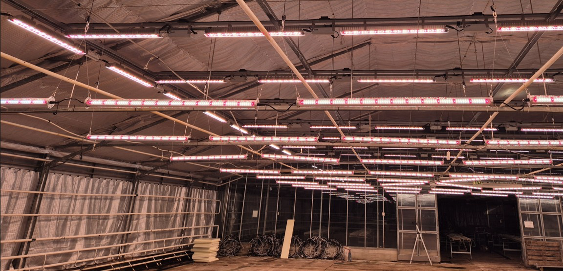 Sisätiloissa on rivi LED-kasvatusvaloja, jotka roikkuvat katosta, valaisten tilaa punertavalla valolla.
